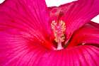 Swamp rose mallow. Art Print